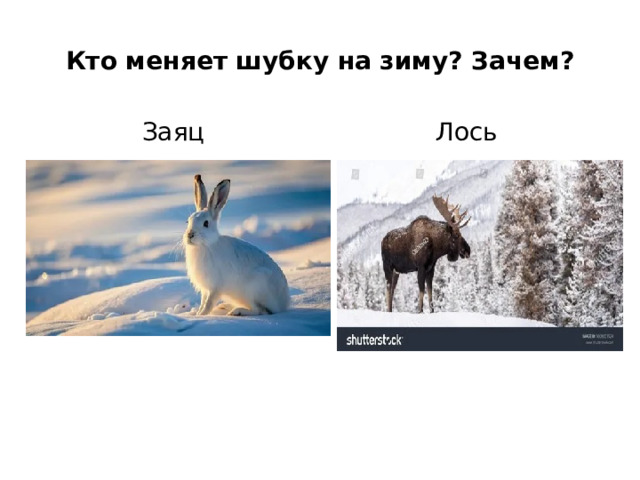 Кто меняет шубку на зиму? Зачем? Заяц Лось