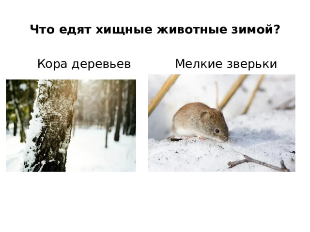 Что едят хищные животные зимой? Кора деревьев Мелкие зверьки