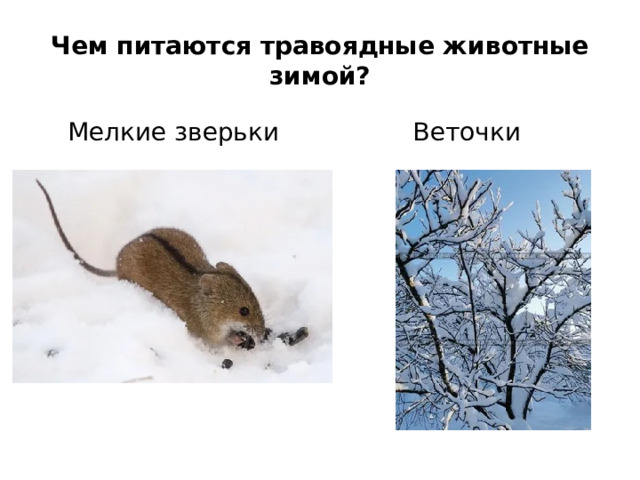 Чем питаются травоядные животные зимой? Мелкие зверьки Веточки