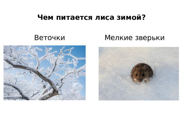 Чем питается лиса зимой? Веточки  Мелкие зверьки