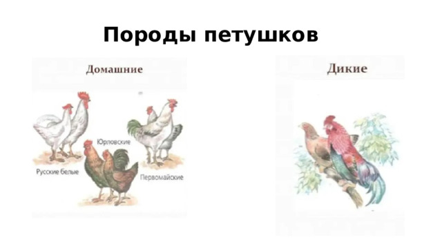 Породы петушков