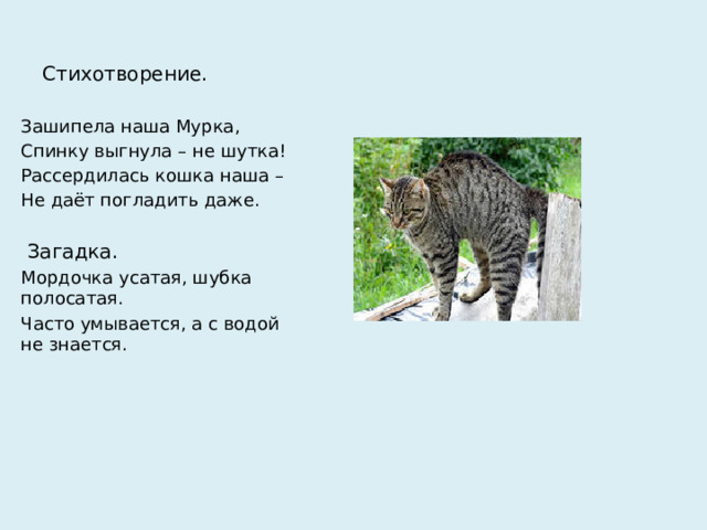 Стихотворение.   Зашипела наша Мурка, Спинку выгнула – не шутка! Рассердилась кошка наша – Не даёт погладить даже.  Загадка. Мордочка усатая, шубка полосатая. Часто умывается, а с водой не знается.