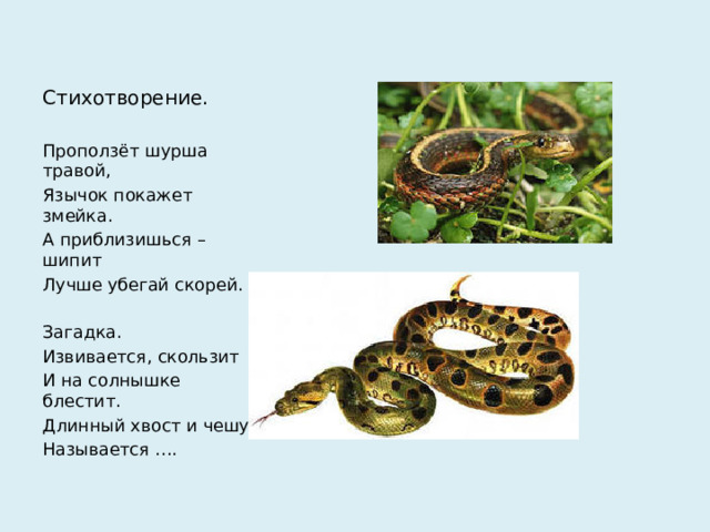 Стихотворение. Проползёт шурша травой, Язычок покажет змейка. А приблизишься – шипит Лучше убегай скорей. Загадка. Извивается, скользит И на солнышке блестит. Длинный хвост и чешуя Называется ….