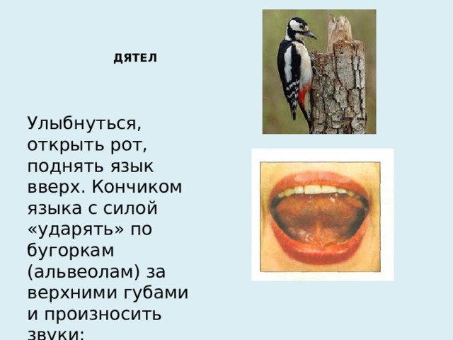 ДЯТЕЛ Улыбнуться, открыть рот, поднять язык вверх. Кончиком языка с силой «ударять» по бугоркам (альвеолам) за верхними губами и произносить звуки: «д-д-д…»