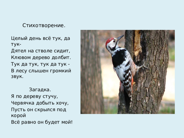 Стихотворение. Целый день всё тук, да тук- Дятел на стволе сидит, Клювом дерево долбит. Тук да тук, тук да тук - В лесу слышен громкий звук.  Загадка. Я по дереву стучу, Червячка добыть хочу, Пусть он скрылся под корой Всё равно он будет мой!