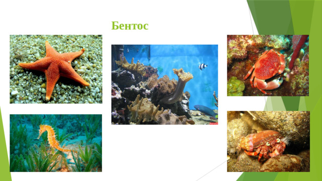 Бентос