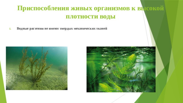 Приспособления живых организмов к высокой плотности воды