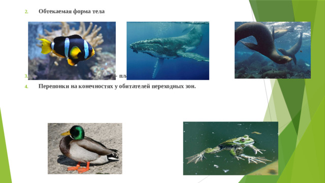 Обтекаемая форма тела      Плавательные конечности - плавники, ласты. Перепонки на конечностях у обитателей переходных зон.