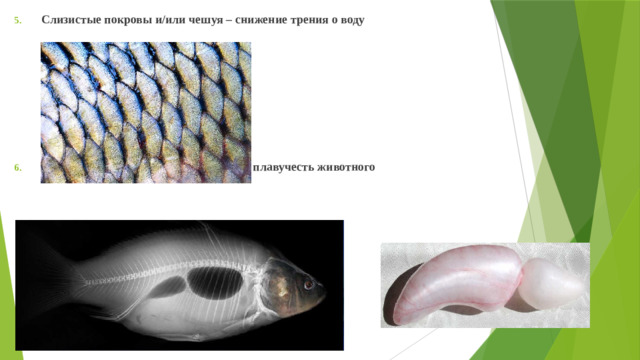 Слизистые покровы и/или чешуя – снижение трения о воду       Плавательный пузырь – обеспечивает плавучесть животного