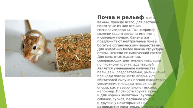 Почва и рельеф очень важны, прежде всего, для растений. Некоторые из них весьма специализированы. Так например, солянки (адаптированы именно к соленым почвам, бананы же предпочитают нейтральные почвы богатые органическими веществами. Для животных более важна структура почвы, нежели ее химический состав. Для копытных животных, совершающих длительные миграции по плотному грунту, адаптацией является уменьшение количества пальцев и, следовательно, уменьшение площади поверхности опоры. Для обитателей сыпучих песков характерно увеличение площади поверхности опоры, как у вееропалого геккона, например. Плотность грунта важна и для норных животных: луговых собачек, сурков, песчанок (рис. 5) и других; у некоторых из них развиваются копательные конечности.