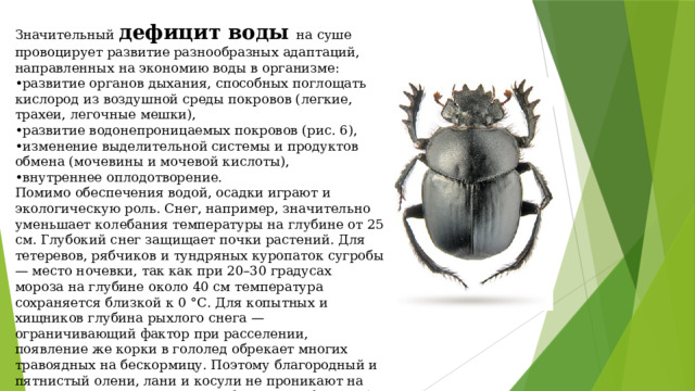 Значительный дефицит воды на суше провоцирует развитие разнообразных адаптаций, направленных на экономию воды в организме: •развитие органов дыхания, способных поглощать кислород из воздушной среды покровов (легкие, трахеи, легочные мешки), • развитие водонепроницаемых покровов (рис. 6), • изменение выделительной системы и продуктов обмена (мочевины и мочевой кислоты), • внутреннее оплодотворение. Помимо обеспечения водой, осадки играют и экологическую роль. Снег, например, значительно уменьшает колебания температуры на глубине от 25 см. Глубокий снег защищает почки растений. Для тетеревов, рябчиков и тундряных куропаток сугробы — место ночевки, так как при 20–30 градусах мороза на глубине около 40 см температура сохраняется близкой к 0 °С. Для копытных и хищников глубина рыхлого снега — ограничивающий фактор при расселении, появление же корки в гололед обрекает многих травоядных на бескормицу. Поэтому благородный и пятнистый олени, лани и косули не проникают на север дальше тех мест, где глубина снега больше 40 см.