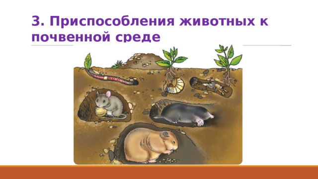 3. Приспособления животных к почвенной среде