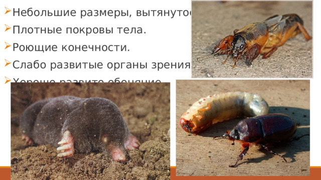 Небольшие размеры, вытянутое тело. Плотные покровы тела. Роющие конечности. Слабо развитые органы зрения. Хорошо развито обоняние.