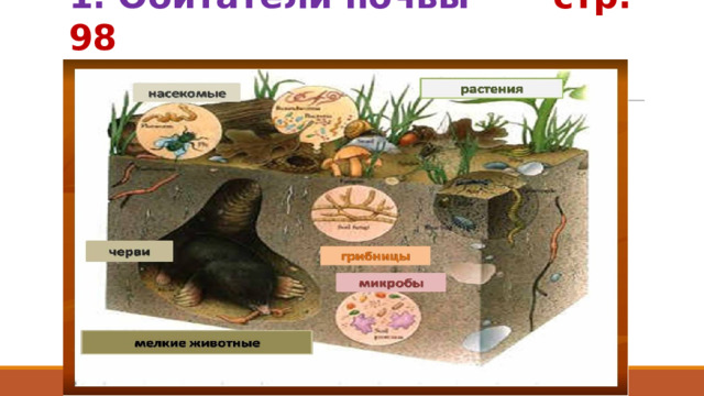 1. Обитатели почвы стр. 98