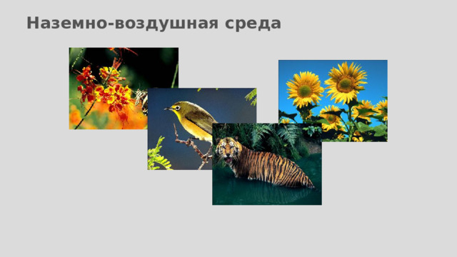 Наземно-воздушная среда