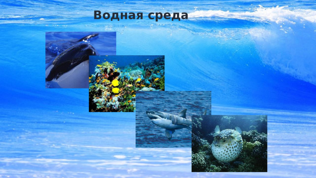Водная среда