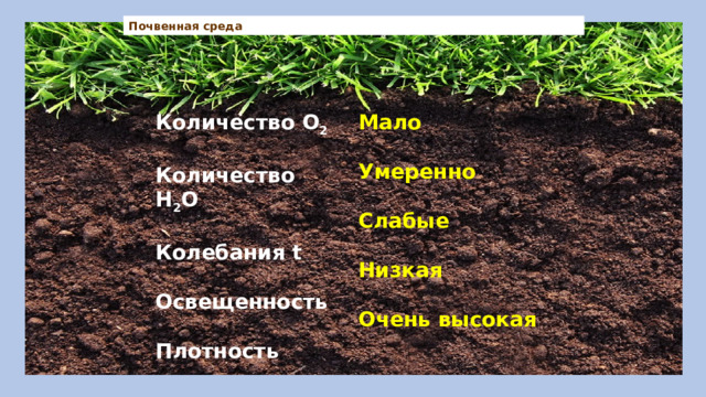 Почвенная среда Количество О 2 Мало  Количество Н 2 О Умеренно  Колебания t Слабые  Низкая Освещенность  Плотность Очень высокая