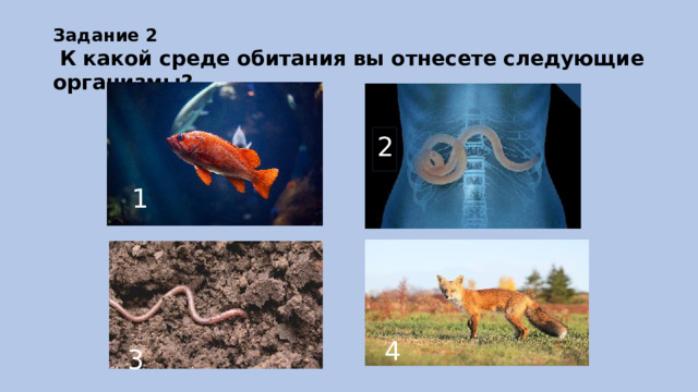 Задание 2   К какой среде обитания вы отнесете следующие организмы? 2 1 4 3