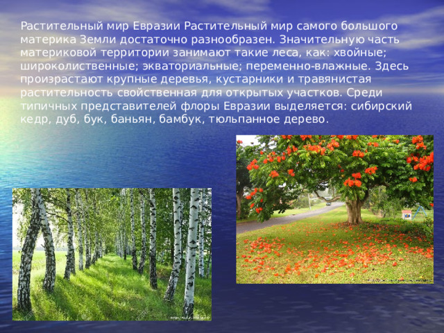 Растительный мир Евразии Растительный мир самого большого материка Земли достаточно разнообразен. Значительную часть материковой территории занимают такие леса, как: хвойные; широколиственные; экваториальные; переменно-влажные. Здесь произрастают крупные деревья, кустарники и травянистая растительность свойственная для открытых участков. Среди типичных представителей флоры Евразии выделяется: сибирский кедр, дуб, бук, баньян, бамбук, тюльпанное дерево.