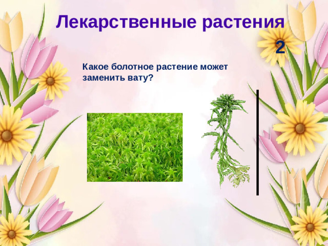 Лекарственные растения 2 Какое болотное растение может заменить вату?
