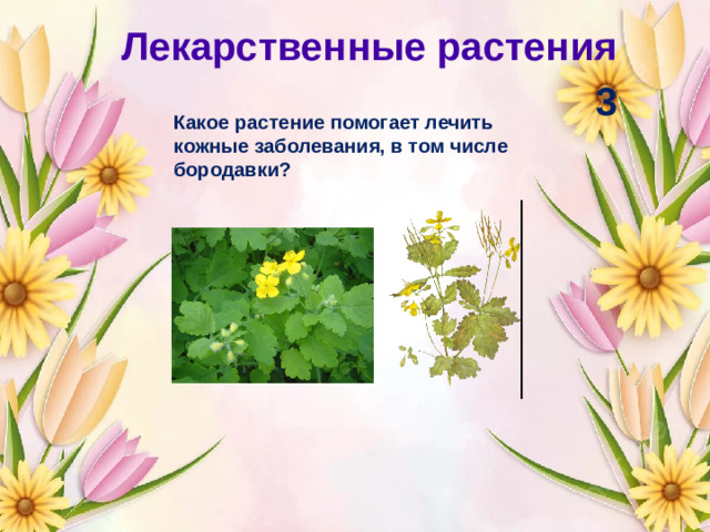 Лекарственные растения 3 Какое растение помогает лечить кожные заболевания, в том числе бородавки?