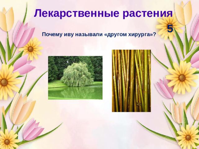 Лекарственные растения 5 Почему иву называли «другом хирурга»?