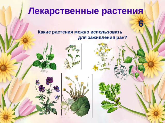 Лекарственные растения 6 Какие растения можно использовать для заживления ран?