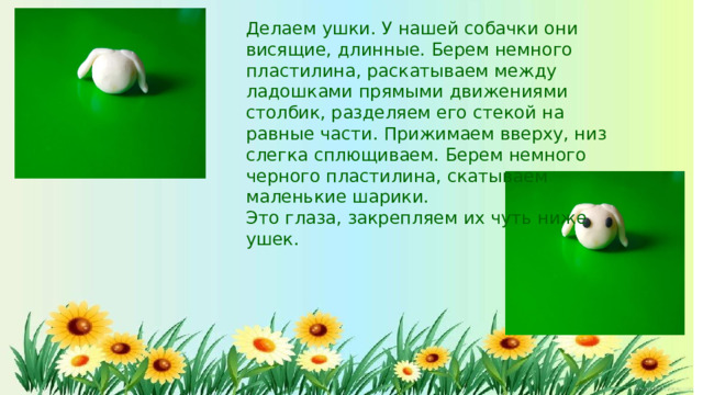 Делаем  ушки.  У  нашей  собачки  они  висящие, длинные.  Берем  немного  пластилина,  раскатываем между  ладошками  прямыми  движениями  столбик, разделяем  его  стекой  на  равные  части.  Прижимаем вверху,  низ  слегка  сплющиваем.  Берем  немного черного  пластилина,  скатываем  маленькие  шарики. Это  глаза,  закрепляем  их  чуть  ниже  ушек.
