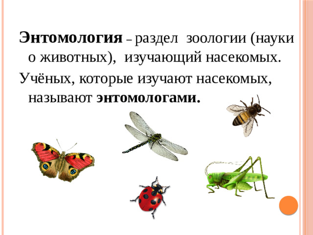 Энтомология  –  раздел зоологии (науки о животных), изучающий насекомых. Учёных, которые изучают насекомых, называют энтомологами.