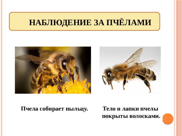 Наблюдение за пчёлами Тело и лапки пчелы Пчела собирает пыльцу. покрыты волосками.