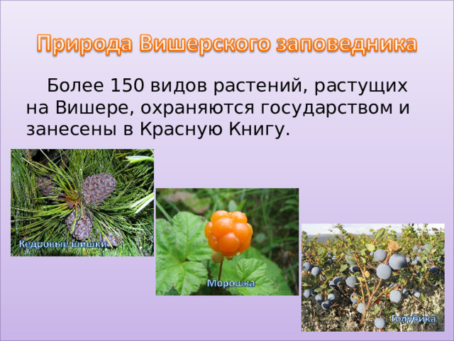 Более 150 видов растений, растущих на Вишере, охраняются государством и занесены в Красную Книгу.