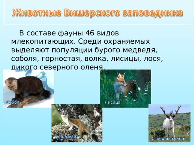 В составе фауны 46 видов млекопитающих. Среди охраняемых выделяют популяции бурого медведя, соболя, горностая, волка, лисицы, лося, дикого северного оленя.