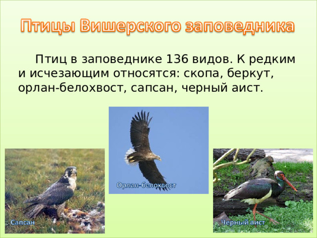 Птиц в заповеднике 136 видов. К редким и исчезающим относятся: скопа, беркут, орлан-белохвост, сапсан, черный аист.