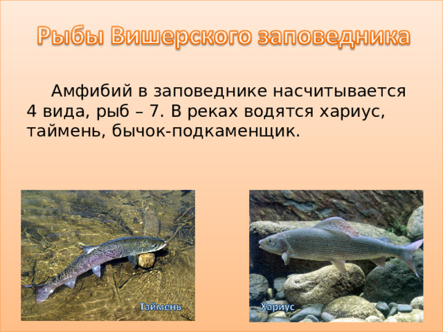 Амфибий в заповеднике насчитывается 4 вида, рыб – 7. В реках водятся хариус, таймень, бычок-подкаменщик.