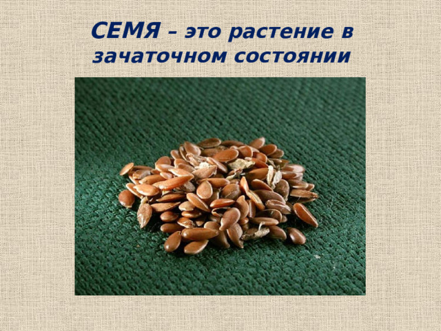СЕМЯ – это растение в зачаточном состоянии