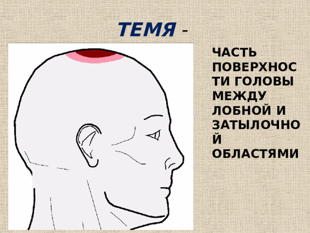 ТЕМЯ - ЧАСТЬ ПОВЕРХНОСТИ ГОЛОВЫ МЕЖДУ ЛОБНОЙ И ЗАТЫЛОЧНОЙ ОБЛАСТЯМИ