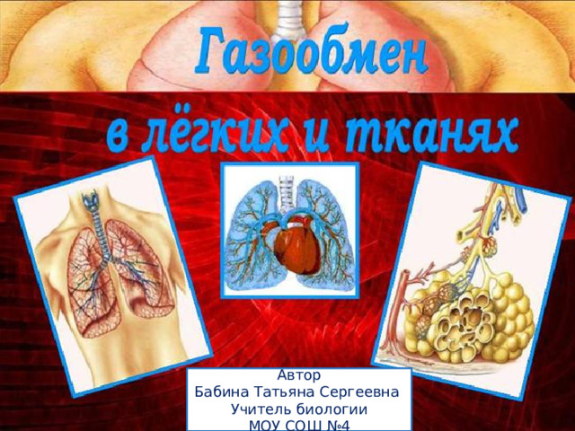 Автор Бабина Татьяна Сергеевна Учитель биологии МОУ СОШ №4