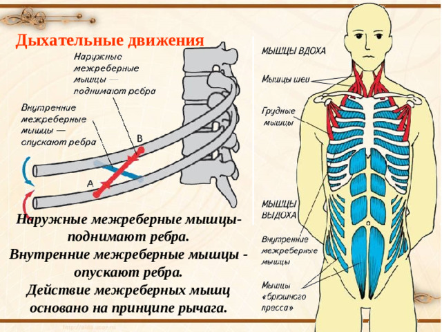 Дыхательные движения Наружные межреберные мышцы- поднимают ребра. Внутренние межреберные мышцы - опускают ребра. Действие межреберных мышц основано на принципе рычага.
