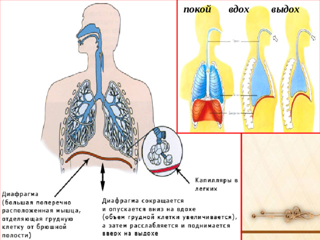 покой вдох выдох