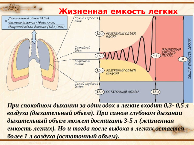 Жизненная емкость легких При спокойном дыхании за один вдох в легкие входит 0,3- 0,5 л воздуха (дыхательный объем). При самом глубоком дыхании дыхательный объем может достигать 3-5 л (жизненная емкость легких). Но и тогда после выдоха в легких остается более 1 л воздуха (остаточный объем).