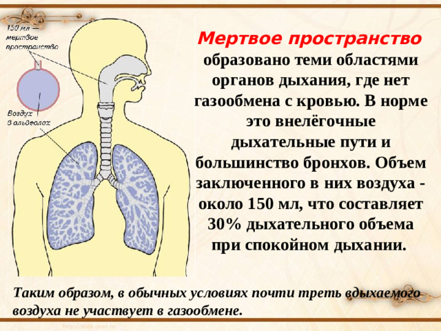 Мертвое пространство  образовано теми областями органов дыхания, где нет газообмена с кровью. В норме это внелёгочные дыхательные пути и большинство бронхов. Объем заключенного в них воздуха - около 150 мл, что составляет 30% дыхательного объема при спокойном дыхании.  Таким образом, в обычных условиях почти треть вдыхаемого воздуха не участвует в газообмене.