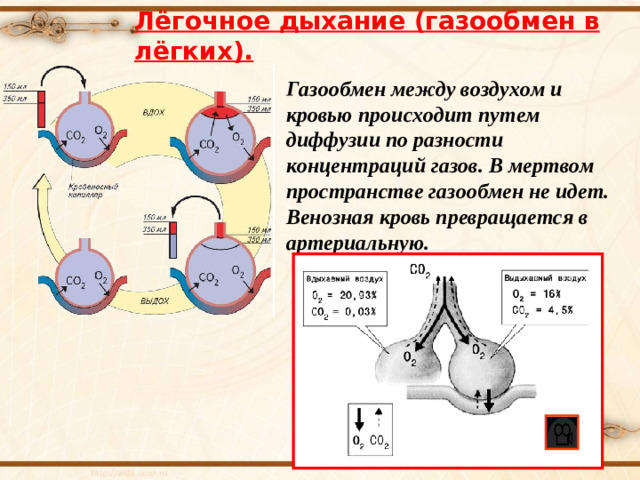 Лёгочное дыхание (газообмен в лёгких). Газообмен между воздухом и кровью происходит путем диффузии по разности концентраций газов. В мертвом пространстве газообмен не идет. Венозная кровь превращается в артериальную.