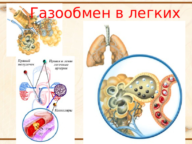 Газообмен в легких