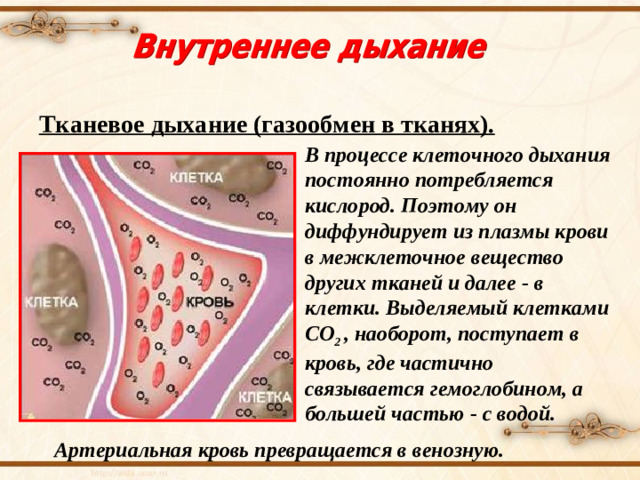 Тканевое дыхание (газообмен в тканях). В процессе клеточного дыхания постоянно потребляется кислород. Поэтому он диффундирует из плазмы крови в межклеточное вещество других тканей и далее - в клетки. Выделяемый клетками CO 2  , наоборот, поступает в кровь, где частично связывается гемоглобином, а большей частью - с водой. Артериальная кровь превращается в венозную.