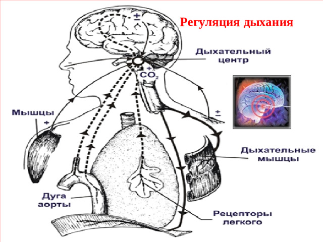 Регуляция дыхания