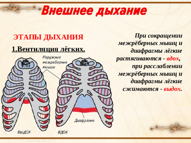При сокращении межрёберных мышц и диафрагмы лёгкие растягиваются - вдох , при расслаблении межрёберных мышц и диафрагмы лёгкие сжимаются - выдох . ЭТАПЫ ДЫХАНИЯ 1.Вентиляция лёгких.