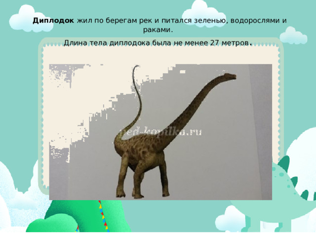  Диплодок  жил по берегам рек и питался зеленью, водорослями и раками.  Длина тела диплодока была не менее 27 метров .