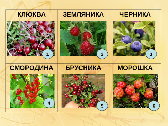 КЛЮКВА СМОРОДИНА ЗЕМЛЯНИКА ЧЕРНИКА БРУСНИКА МОРОШКА 1 3 2 4 5 6