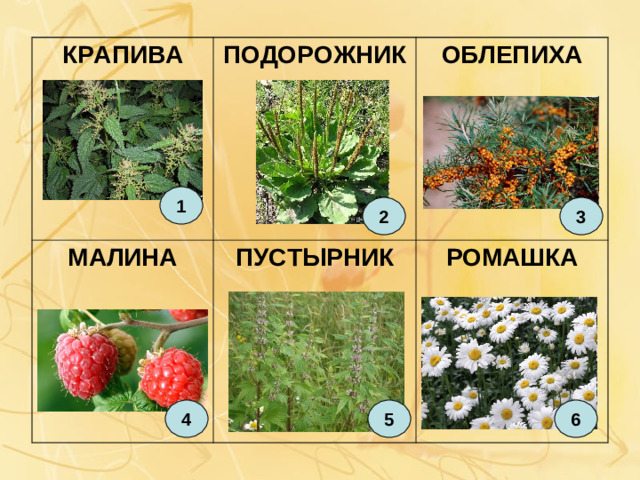 КРАПИВА МАЛИНА ПОДОРОЖНИК ОБЛЕПИХА ПУСТЫРНИК РОМАШКА 1 3 2 4 5 6