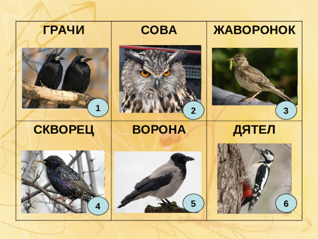 ГРАЧИ СКВОРЕЦ СОВА ЖАВОРОНОК ВОРОНА ДЯТЕЛ 1 2 3 5 6 4